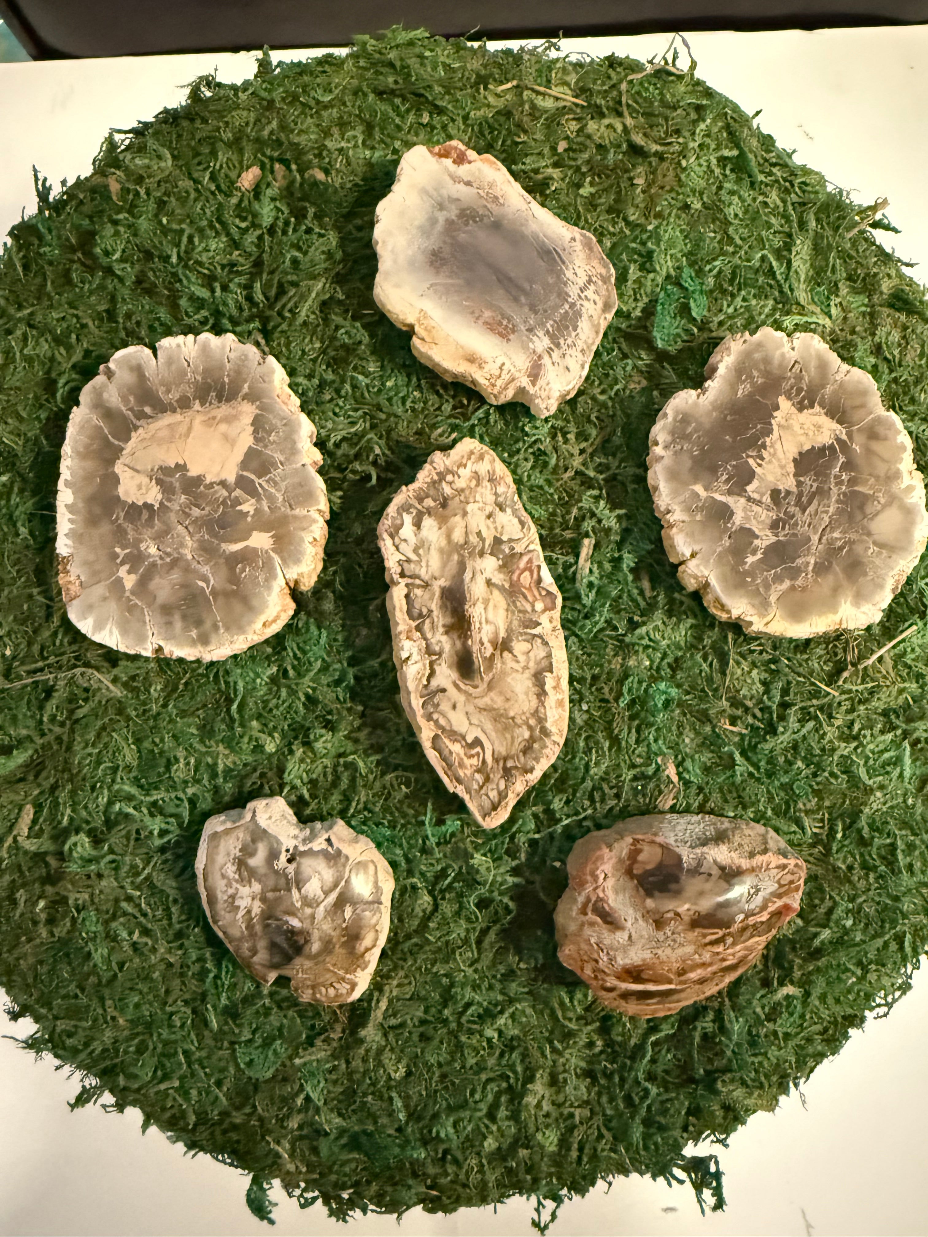 Petrified Wood + Slice