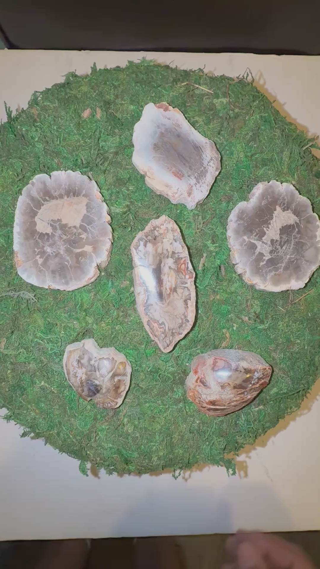 Petrified Wood + Slice
